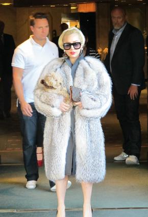 ليدي غاغا تعلّم كلبها هواية جديدة ... الرسم